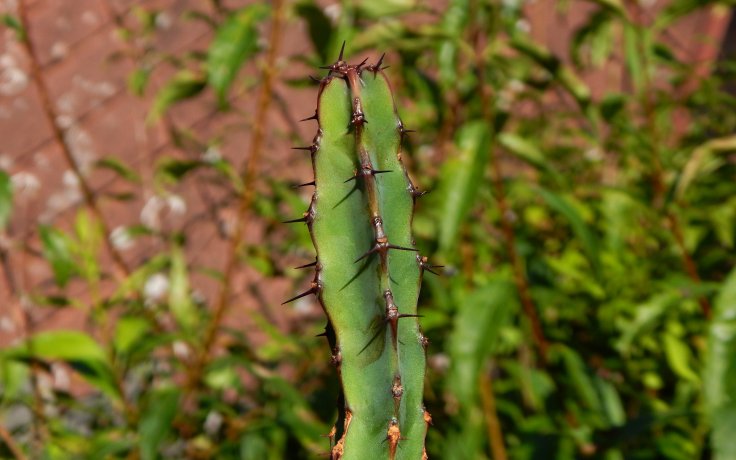 Euphorbia caerulescens - pryšec