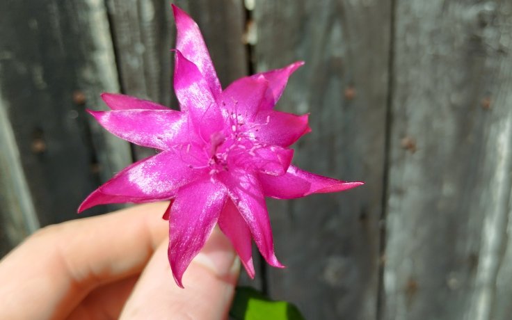 Schlumbergera × buckleyi květ