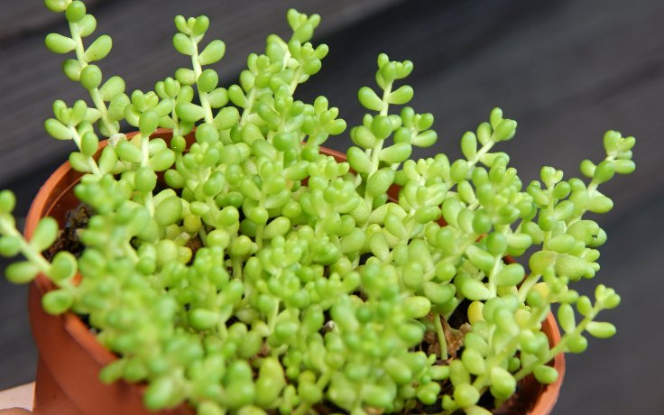 Sedum album var. micranthum