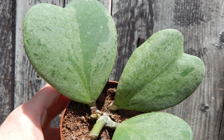 Hoya kerrii Splash