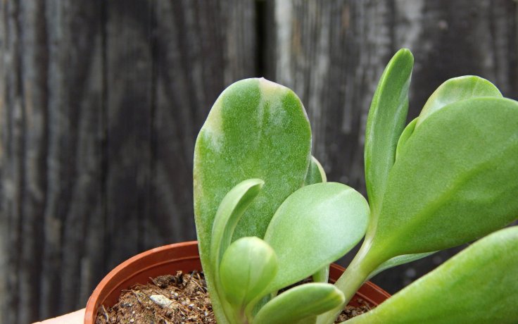 Senecio jacobsenii variegata