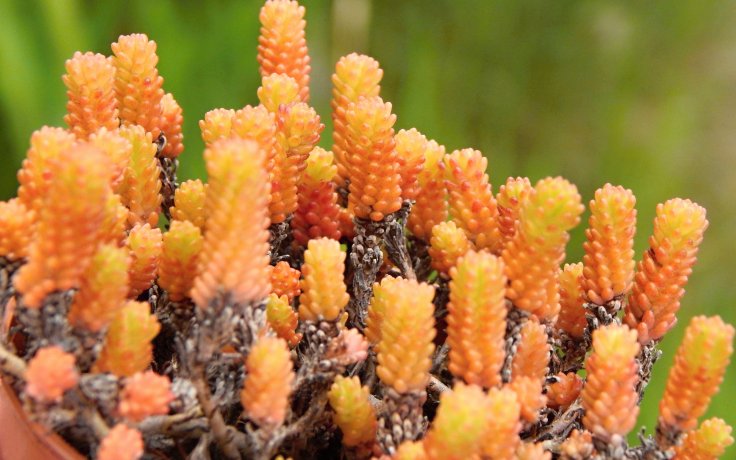 Sedum acre - půdopokryvný