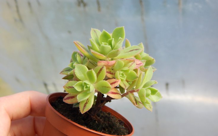 Aeonium barbatum sukulent