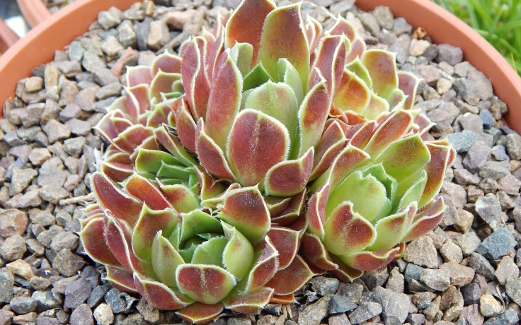 Jovibarba heuffelii Upland Gem - rock garden