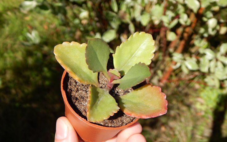Kalanchoe Rubinea