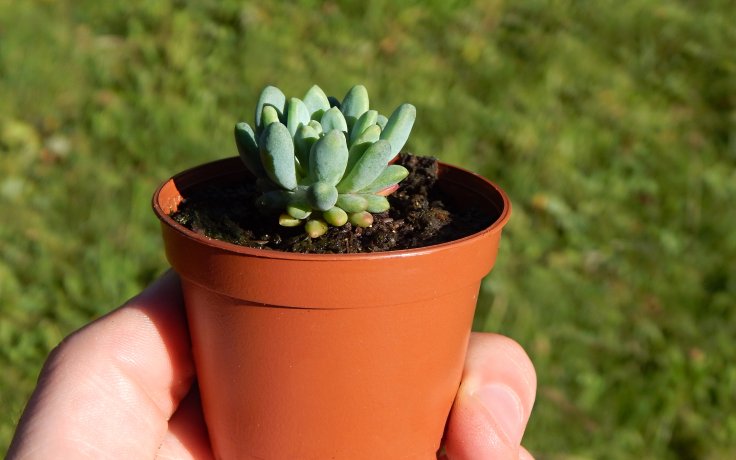 Graptopetalum saxifragoides var. farinifera