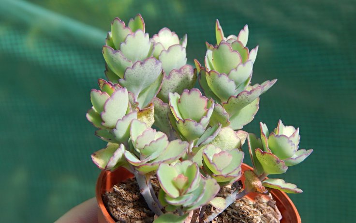 Kalanchoe laxiflora succulent
