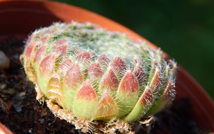 Sempervivum ciliosum eshop