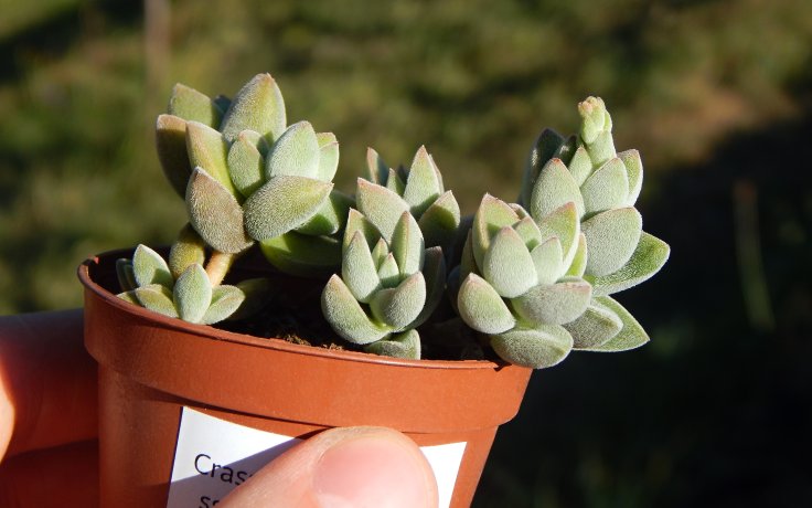Crassula lanuginosa ssp. pachystemon sukulent