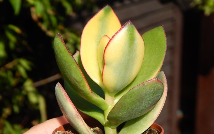 Crassula ovata Maruba Nishiki succulents bonsai