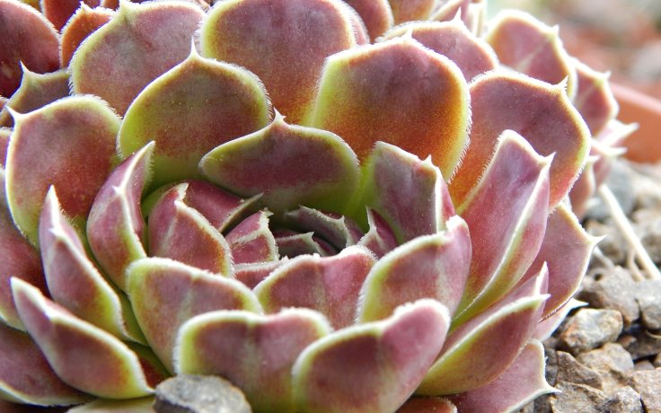 Jovibarba heuffelii Walpole - succulents