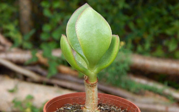 Crassula ovata Obliqua
