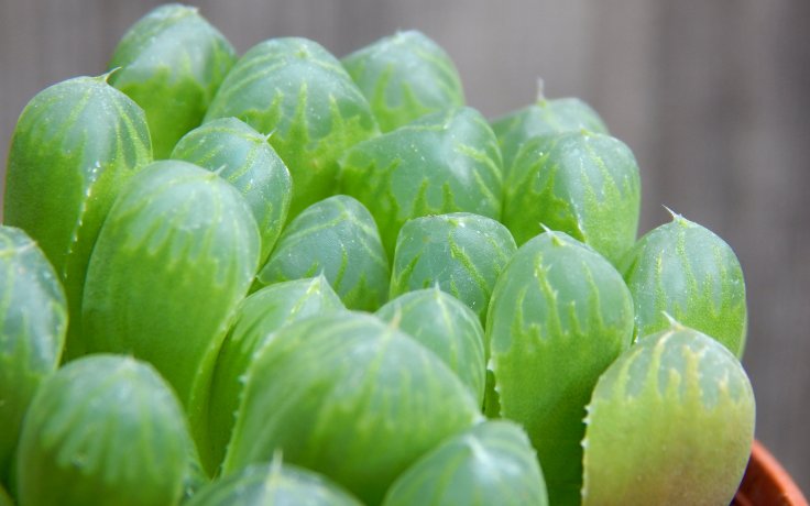 Haworthia cooperi var. truncata
