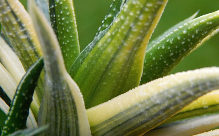 Haworthia herbacea variegata
