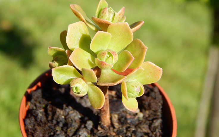 Aeonium spathulatum - sukulent a kaktus