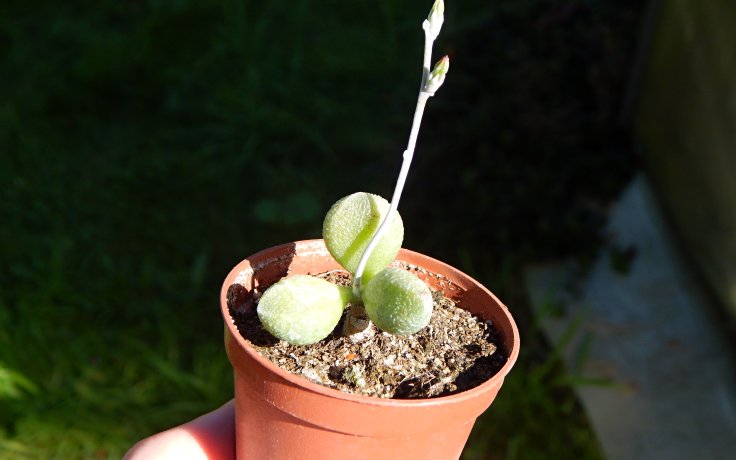 Adromischus marianiae Alveolatus