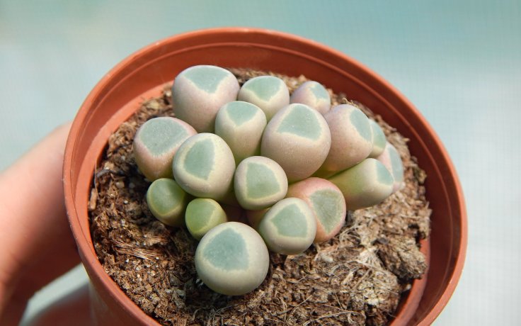 Fenestraria rhopalophylla subsp. aurantiaca - sukulenty