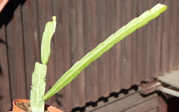 Lepismium bolivianum