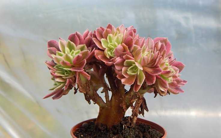 Aeonium Pink Witch cristata