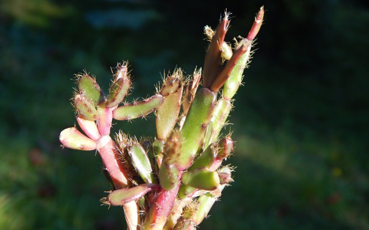 Rhipsalidopsis rosea listový kaktus