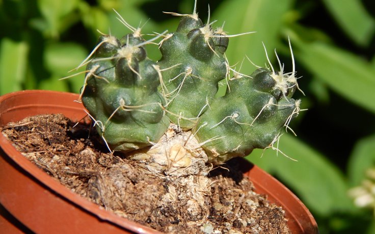 Puna incahuasi kaktusy