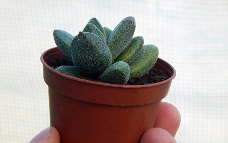 Crassula tecta