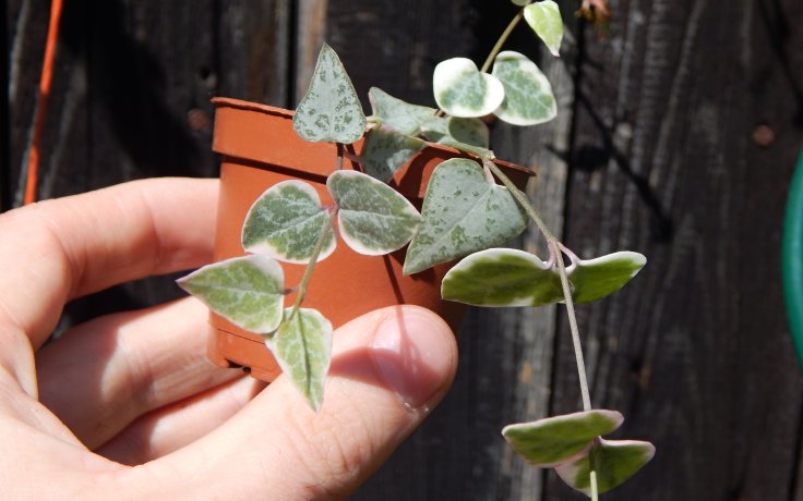Ceropegia Merel - panašovaný sukulent / svícník