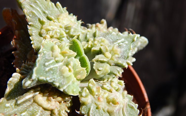 Faucaria tuberculosa Aranami - sukulenty a kaktusy