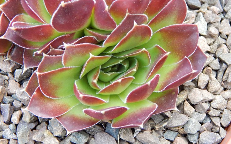 Jovibarba heuffelii Fandango - rock garden