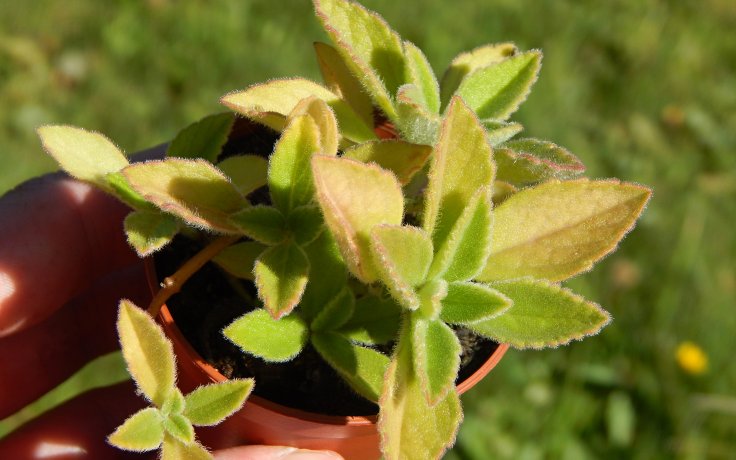 Plectranthus zatarhendi