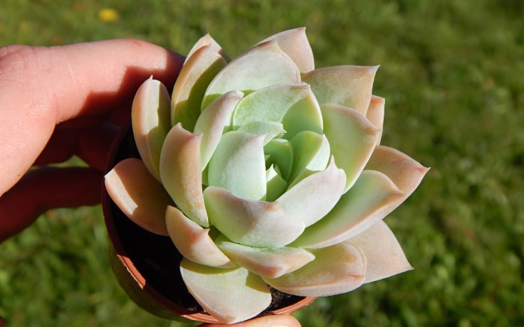 Echeveria Blue Mist