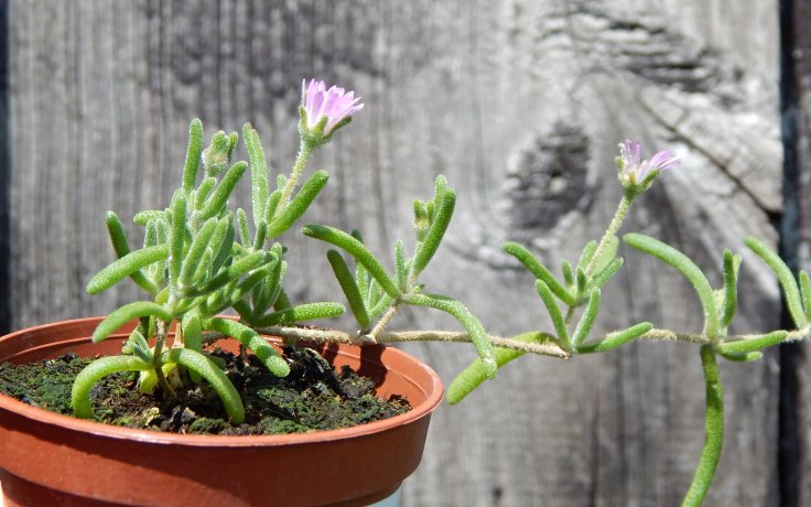 Drosanthemum hispidum