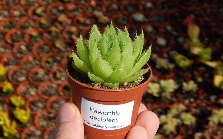 Haworthia decipiens kaktus na prodej