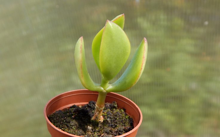 Crassula ovata Obliqua tlustice vejčitá