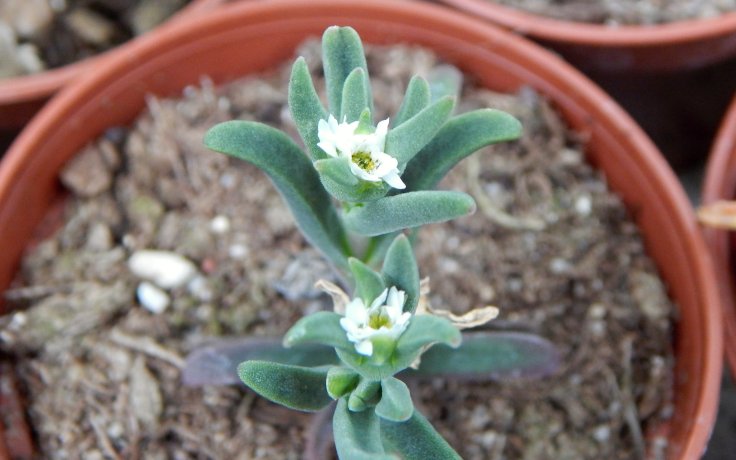 Delosperma bosseranum bílý květ