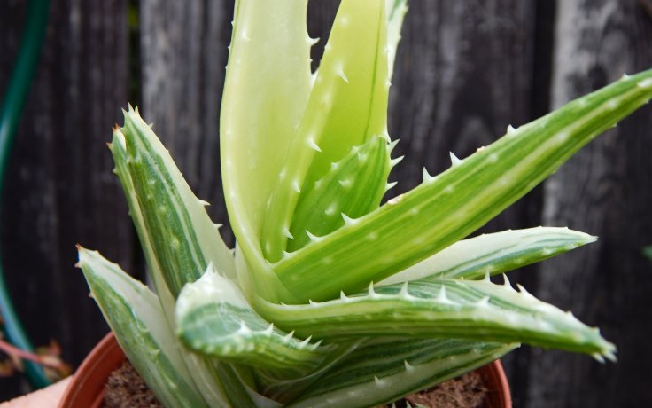 Aloe mitriformis variegata pokojový sukulent