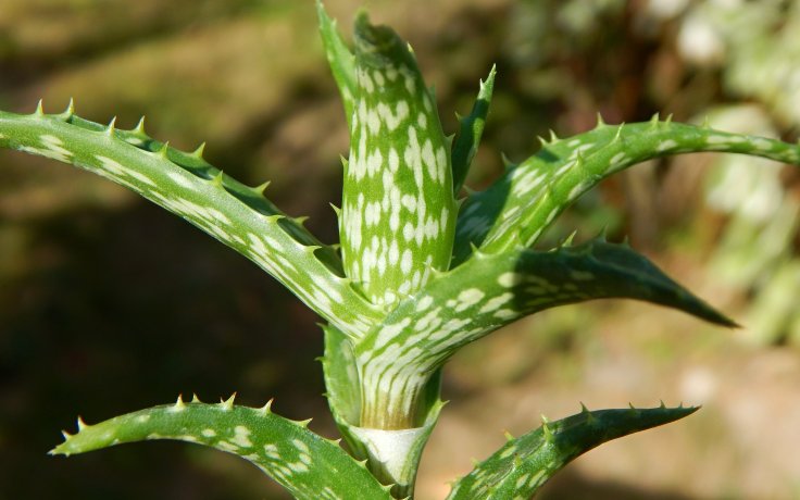 Aloe morijensis - sukulenty na prodej
