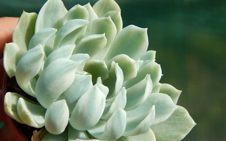 Echeveria Royal Chrysanthemum variegata