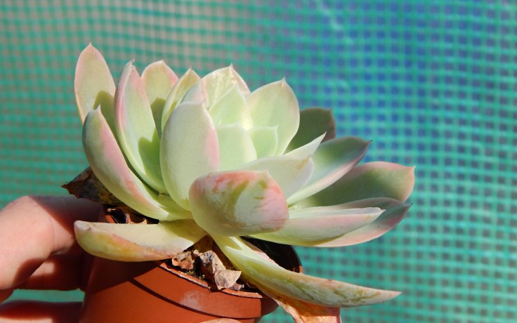 Echeveria Pink Vera variegata