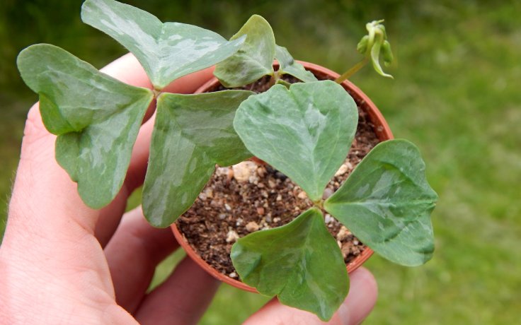 Oxalis triangularis Fanny Okrasný Šťavel
