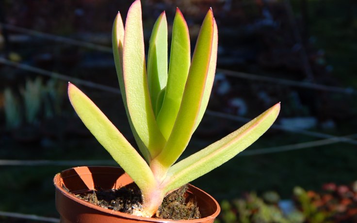 Carpobrotus edulis - Hottentot Fig