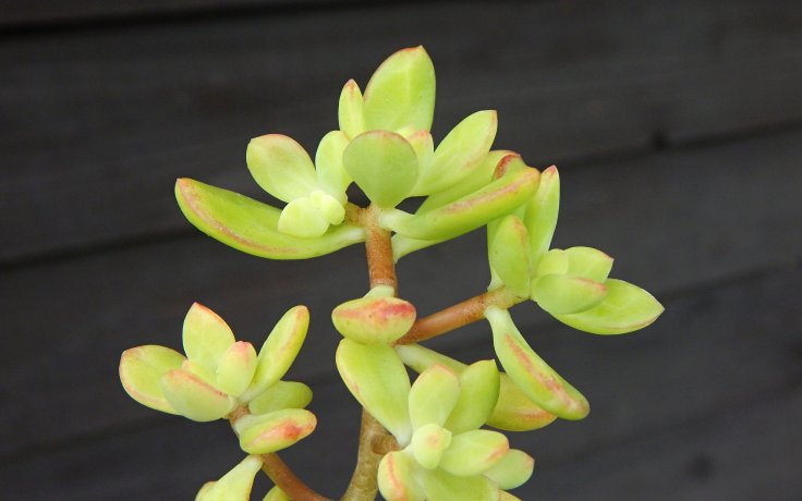 Echeveria macdougallii - sukulenty a kaktusy na prodej