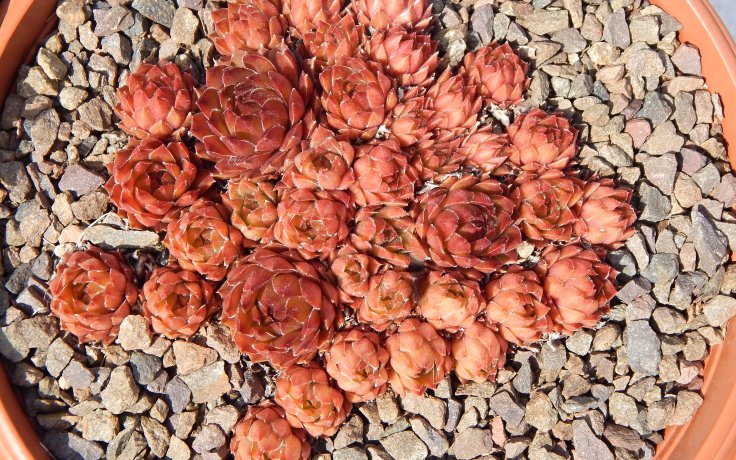 Sempervivum Bronze Pastel - houseleek