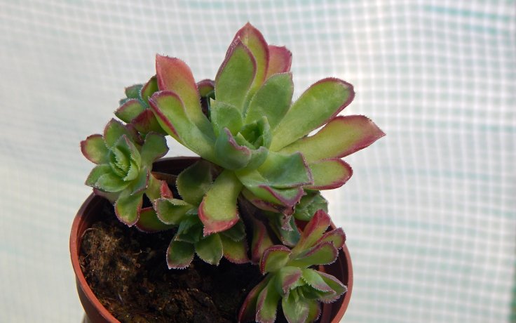 Aeonium Cornish Pixie pokojovka na parapet