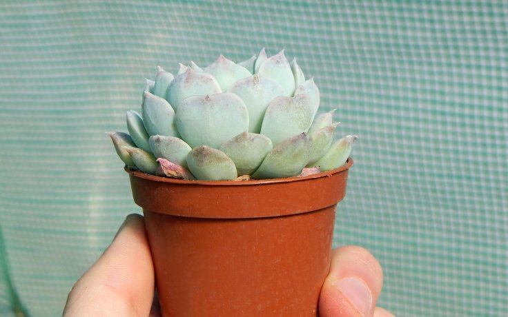 Echeveria hyalina