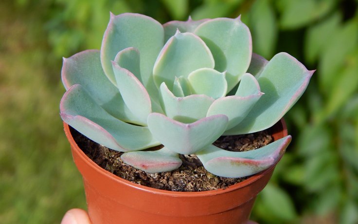 Echeveria Raindrops - pokojový sukulent