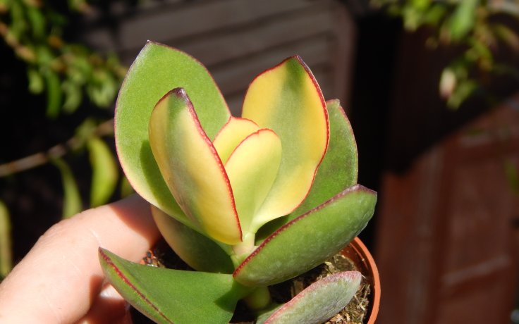 Crassula ovata Maruba Nishiki Bonsai