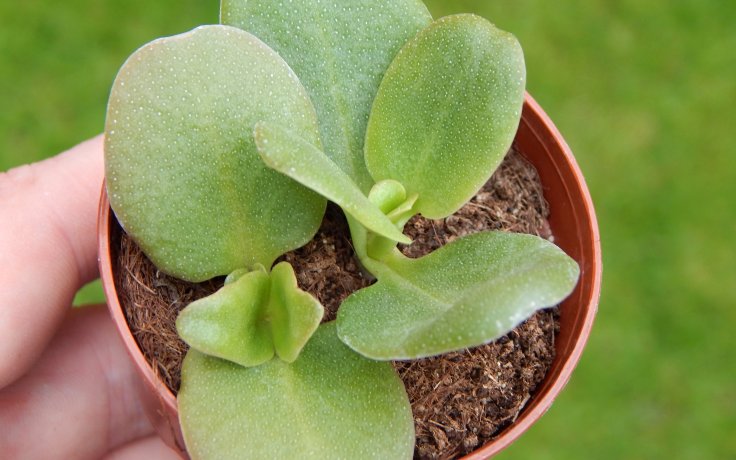 Crassula multicava