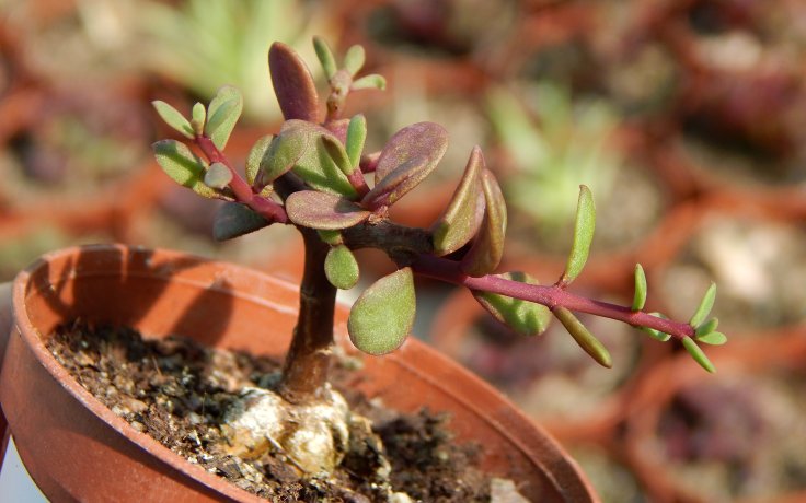 Ceraria fruticulosa bonsaj