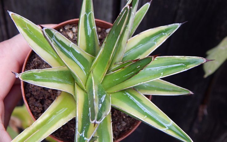 Agave victoriae-reginae Golden Princess